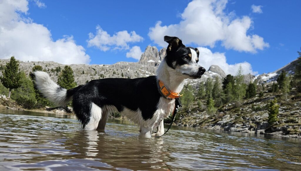 accessoires chien