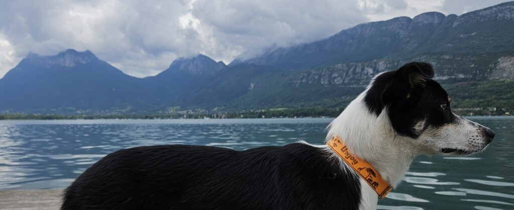 accessoires chien