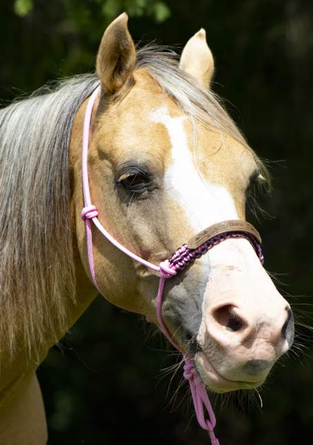 licol éthologique tressé thème cheval